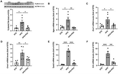 Palmitoylethanolamide counteracts high-fat diet-induced gut dysfunction by reprogramming microbiota composition and affecting tryptophan metabolism